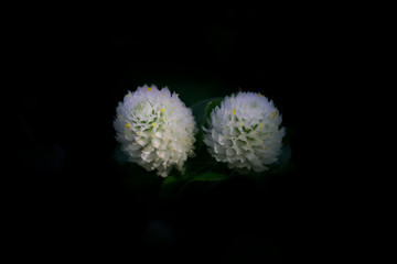 Globe Amaranth on black background