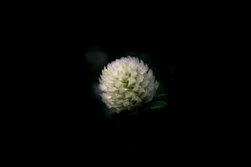 Globe Amaranth on black background