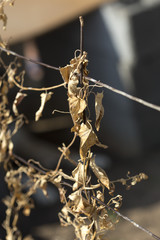 Creeping grass on an iron fence