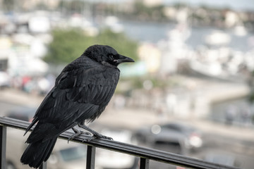 Crow on Urban Balcony