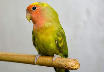 Agapornis