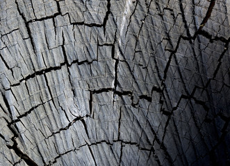tree, stump abstract background
