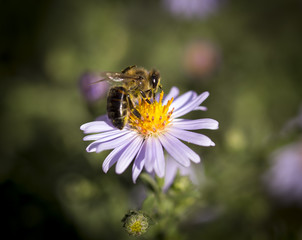 a bee on a flower