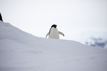 penguin in the arctic