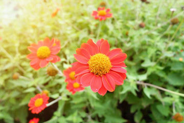 Sunshine Zinnia elegans flowers.