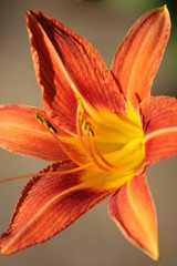 Orange lily