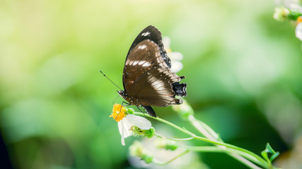 Butterfly is eating sweet water from flower in the garden.