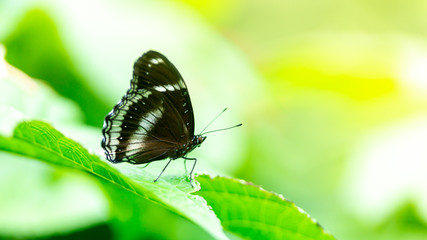 Butterfly is eating sweet water from flower in the garden.