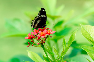 Butterfly is eating sweet water from flower in the garden.