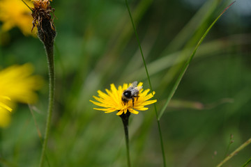 bee on a yellow flower