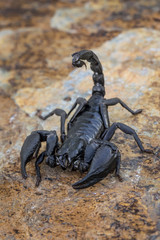 Giant Asian Forest Scorpion