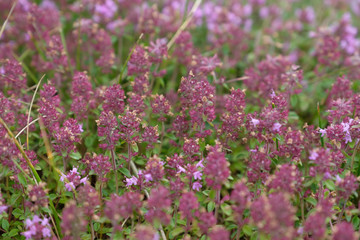 purple blossoming flower field