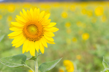 Obraz premium Closeup Beautiful of a Sunflower or Helianthus in Sunflower Field, Bright yellow sunflower Lopburi, Thailand