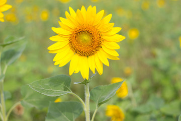 Closeup Beautiful of a Sunflower or Helianthus in Sunflower Field, Bright yellow sunflower Lopburi, Thailand