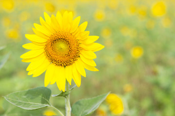Fototapeta premium Closeup Beautiful of a Sunflower or Helianthus in Sunflower Field, Bright yellow sunflower Lopburi, Thailand