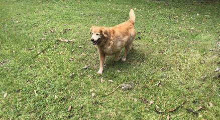 Golden Retriever dog running.