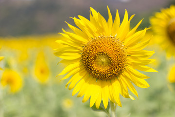 Closeup Beautiful of a Sunflower or Helianthus in Sunflower Field, Bright yellow sunflower Lopburi, Thailand