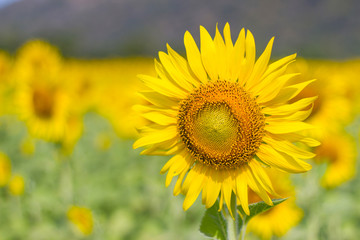 Fototapeta premium Closeup Beautiful of a Sunflower or Helianthus in Sunflower Field, Bright yellow sunflower Lopburi, Thailand