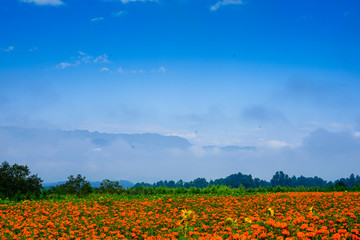field