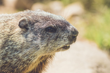 Young Groundhog (Marmota Monax) closeup in vintage setting