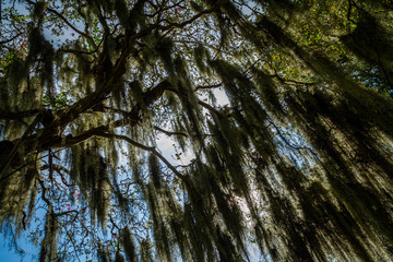 Spanish Moss on a Crepe Myrtle