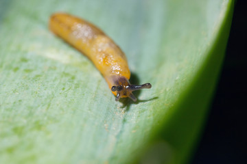 Tiny baby slug crawling on a green leaf. Spanish slug, Arion vulgaris. Macro shot.