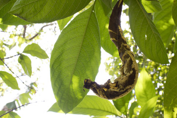 HERMOSA HOJA SECA QUE DESLUMBRA SU NATURAL BELLEZA