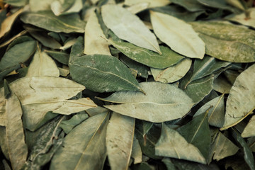 sorting dried coca leafs in a small woven basket