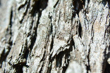 tree trunk