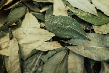 sorting dried coca leafs in a small woven basket