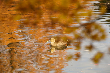 A duck swimming on autumn colored water.  秋色の水辺で泳ぐカルガモ　富山県高岡市　高岡古城公園