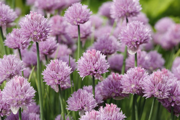 Pink flowering chives
