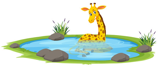 Giraffe playing in the pond