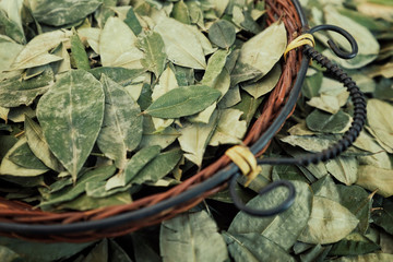 sorting dried coca leafs in a small woven basket