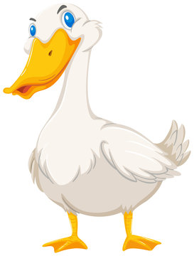A goose on white background