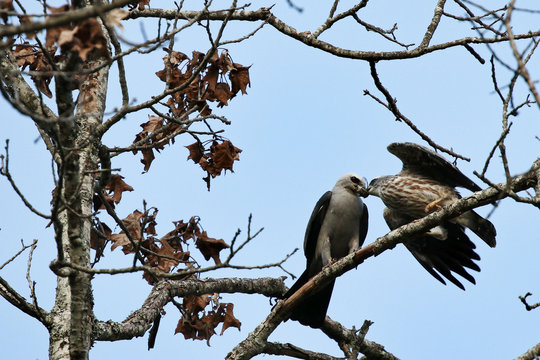 Adult Mississippi Kite feeding its young Juvenile Mite
