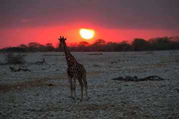 giraffe in africa looking for food