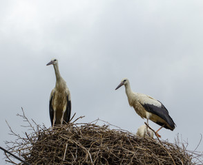 Grus Three young birds in the nest learn to fly