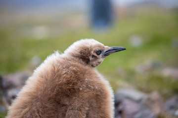 penguin in the arctic