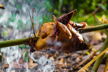 Roast chicken grilled in forest camping