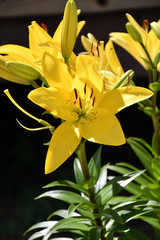 Garden Lily yellow