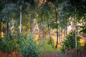 Fototapety  evening sun in the pine forest