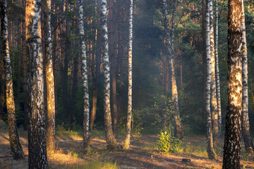 evening sun in the pine forest