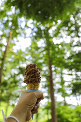 ice cream in hand with the green tree background
