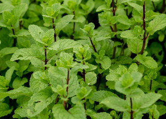 Fresh Mint leaf or peppermint plant grow in my organic garden.