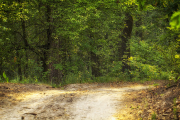 A dirt road in the spring deciduous forest.