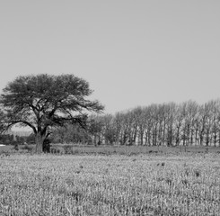 Argentine agriculture