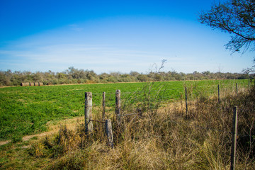 green field