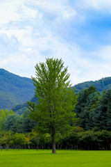 Fototapeta na wymiar green fields with the green big tree at nami island, South Korea