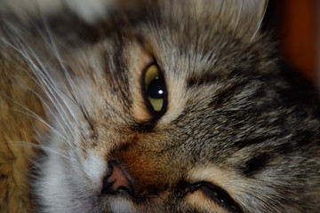 Muzzle of a striped cat. Domestic cat